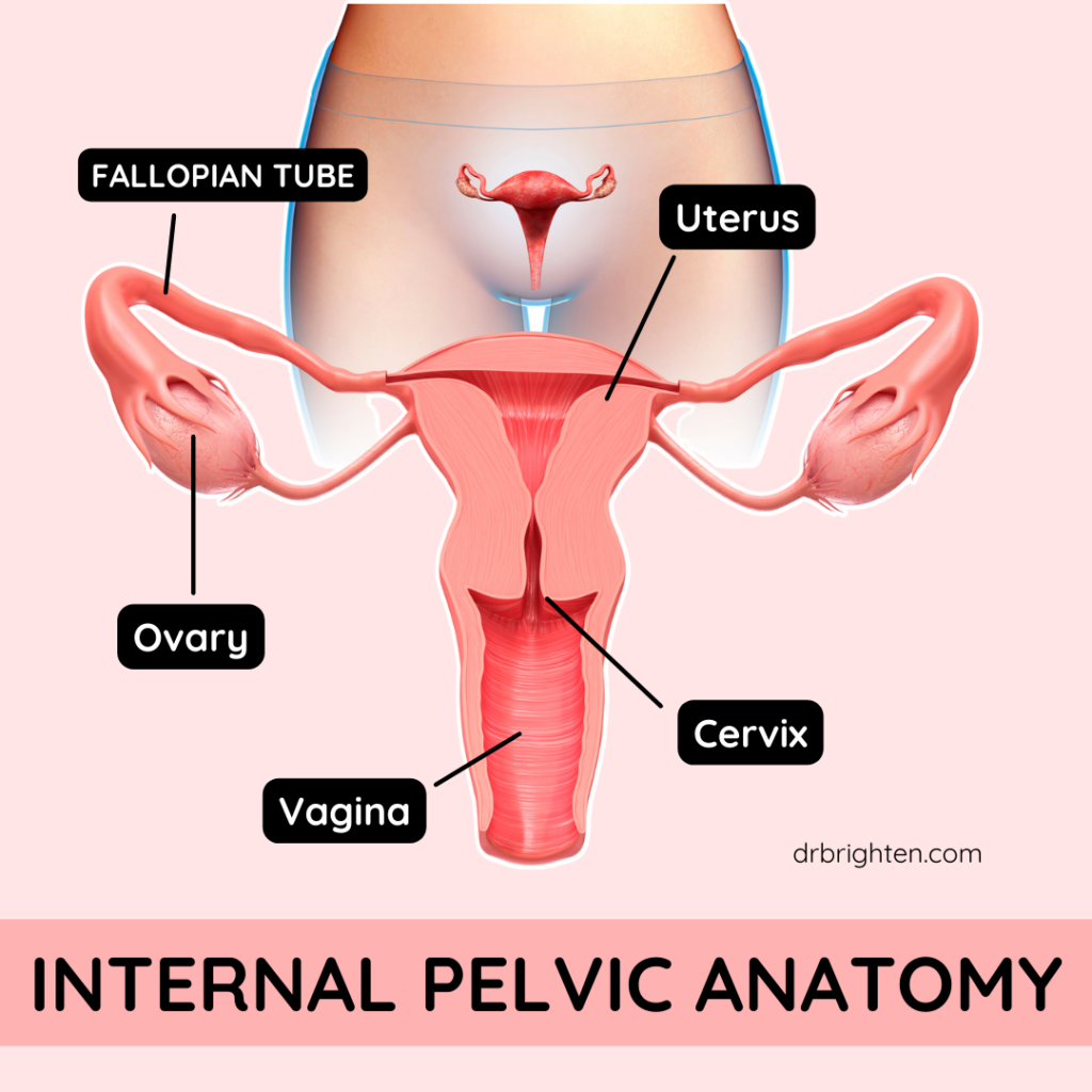 internal pelvic anatomy