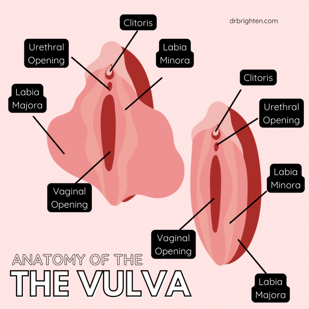 anatomy of vulva