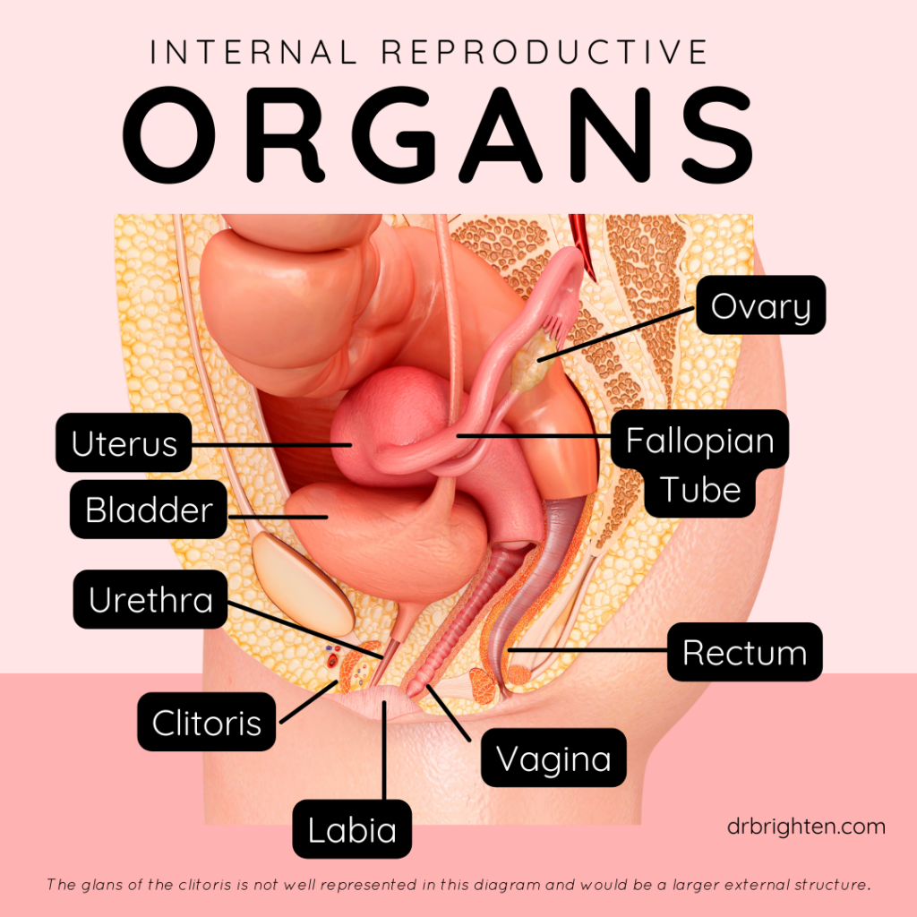 internal reproductive organs