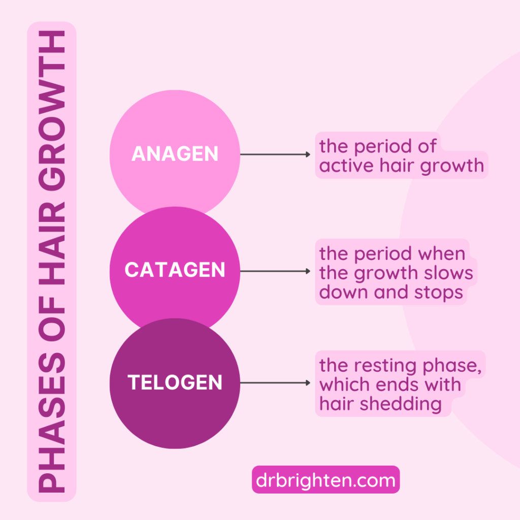 Phases of Hair Growth