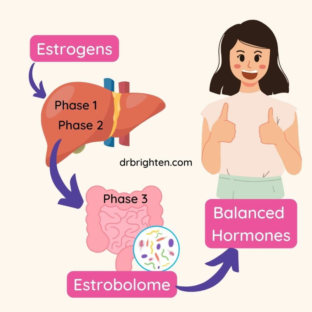 estrobolome estrogen dominance