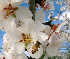 seasonal allergy symptoms
